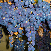 Саджанці альтанки мускат виноград