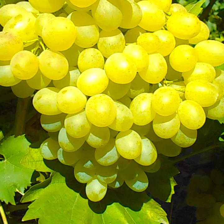 Саджанець винограду Валентино мускат кишмиш