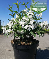 Deutzia purpurascens 'Kalmiiflora', Дейція пурпурова 'Калміфлора',C2 - горщик 2л