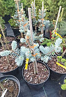 Ялина Хупсі (Picea pungens Hoopsii)