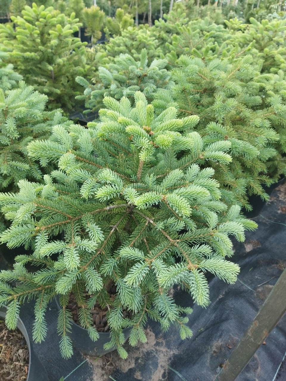 Ялина толстойглая (Picea Crassifolia) 7.5 л - фото 3 - id-p1536168556