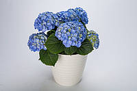 Гортензия крупнолистная Хай Ривер / Hydrangea macrophylla 'Hi River'