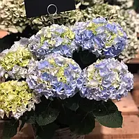 Гортензия крупнолистная Хай Маунтин / Hydrangea macrophylla 'Hi Mountain'