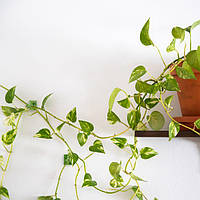 Самоклеящиеся зажимы для растений в наборе из 240 штук