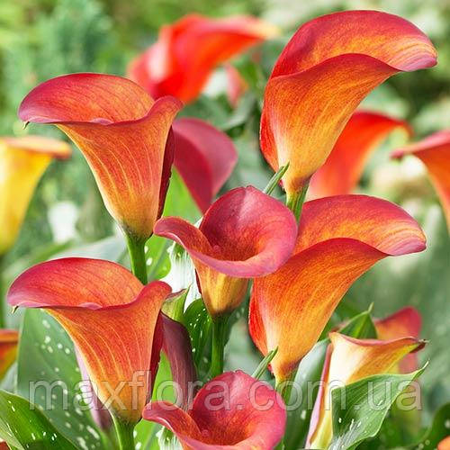 Калла Orange Pride 12/14, фото 1