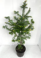 Пихта Бальзамическая (Abies balsamea) 50-60 см