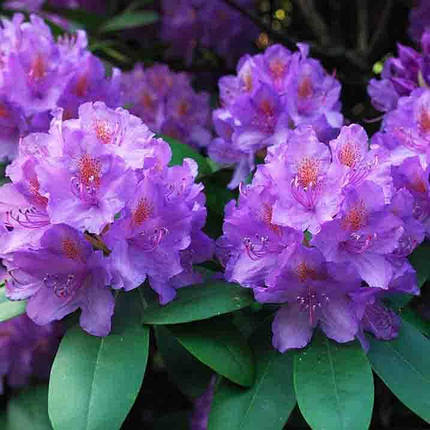 Рододендрон Грандіфлорум / Р13 / Rhododendron Grandiflorum, фото 2