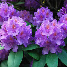 Рододендрон Грандіфлорум / Р13 / Rhododendron Grandiflorum