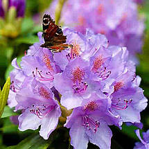 Рододендрон Грандіфлорум / Р13 / Rhododendron Grandiflorum, фото 2