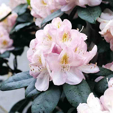 Рододендрон Гомер Ватерер / Р13 / Rhododendron Gomer Waterer, фото 2