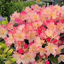 Рододендрон Персі Вайсман / Р13 / Rhododendron Percy Wiseman