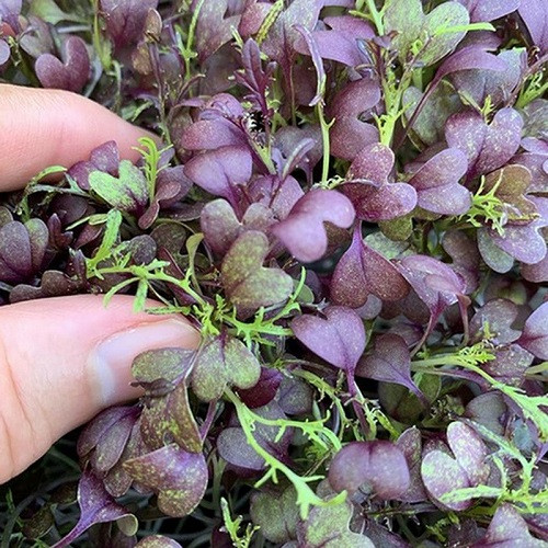 Насіння Мікрогрина Капуста + Мізуна мікс 10г Professional TM GL Seeds