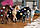 Schleich Horse Club - Sofia's Beauties Beautiful Criollo Definitivo mare комплект 42581 (7198897), фото 4