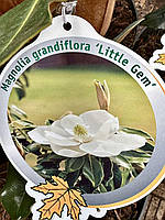 Магнолія Grandiflora вічнозелена Little Gem (23/40)