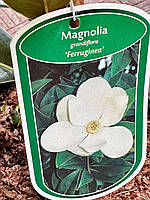 Магнолія вічнозелена Grandiflora Ferruginea (19/45-50)