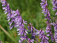 Насіння Горошок тонколистий, vicia tenuifolia 10 шт/уп