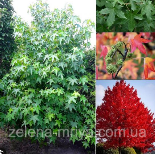 Ліквідамбар Смолоносний 1,5С, фото 1