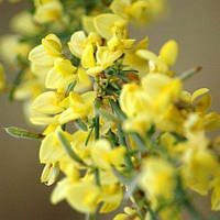 Ракітник "Lizz". Cytisus scoparius "Lizz".