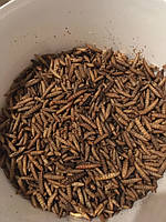 НАТУРАЛЬНИЙ КОРМ-ЛАКІМКА ДЛЯ КОІ ЛІЧІНКА ЧОРНОГО СОЛДАТИКА, высококалорійний плаваючий (пакет 500г)