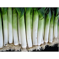 Насіння луку порей Елефант 50 грамів Semo