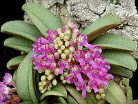 Орхідея Schoenorchis fragrans