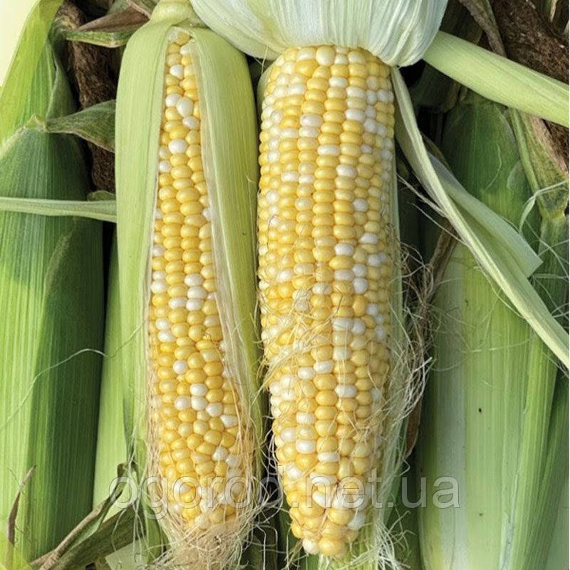 BSS 1075 F1 кукурудза біколор Syngenta Голландія 20 шт