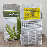 BSS 1075 F1 кукурудза біколор Syngenta Голландія 20 шт, фото 3