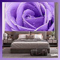 Фотообои "Большая фиолетовая роза". Виниловые на флизелиновой основе