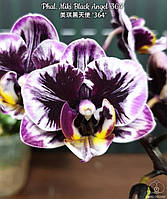 Орхидея подросток Miki Black Angel '364', мох, горшок 2.5" без цветов