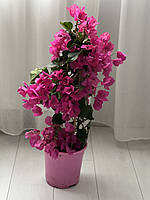 Бугенвилия Вера Лин, большой куст, цветение обильное, продается как на фото