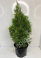 Туя Западная Смарагд (Thuja Occidentalis Smaragd) 60см