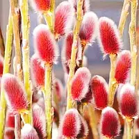 Верба тонкоствольна Маунт Асо Р9