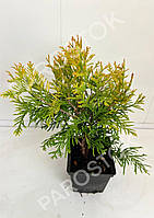 Туя западная Еллоу Риббон (Thuja occidentalis Yellow Ribbon) 20 см