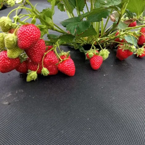 Агроволокно 50 г/м.кв.1,60*4,5 м чорне для мульчування від бур'янів "GrowTex", фото 1