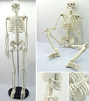 Rest Велика модель скелета RESTEQ деталізована фігурка скелета анатомічний скелет людини 45см