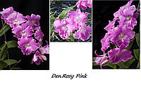 Орхідея Dendrobium Rosy Pink підліток