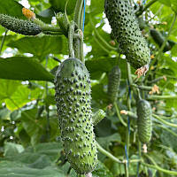 Насіння огірка Ронелл F1 (Enza Zaden), поштучно — ультраранній (32-35 днів), партенокарпічний