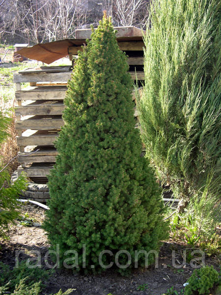 Ель канадская сизая Коника 80-85 см (Picea glauca Conica) - фото 2 - id-p2198617748