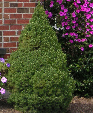 Ель канадская сизая Коника 80-85 см (Picea glauca Conica) - фото 5 - id-p2198617748