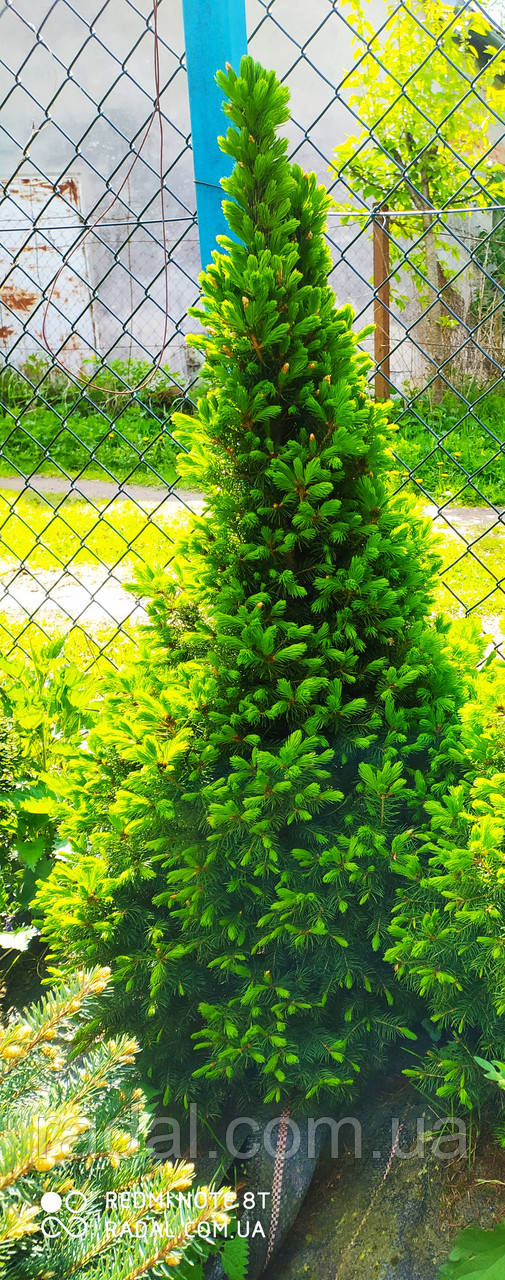 Ель канадская сизая Коника 80-85 см (Picea glauca Conica) - фото 1 - id-p2198617748