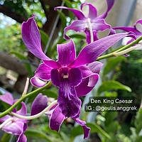 Орхідея Dendrobium Дендробіум King Caesar підліток