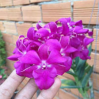 Орхідея Dendrobium Дендробіум Jairak Smile підліток