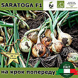 Озима цибуля  САРАТОГА F1 | SARATOGA F1, ТМ Isi Sementi (Італія), 250 000 насінин, фото 3
