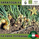 Озима цибуля  САРАТОГА F1 | SARATOGA F1, ТМ Isi Sementi (Італія), 250 000 насінин, фото 4