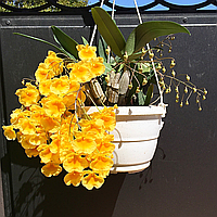 Орхідея Dendrobium aggreagatum