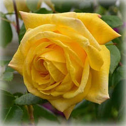 Троянда плетиста Казино (Casino)