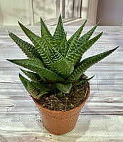 Хавортія ліміфолія Haworthia limifolia Суккулент Кімнатна рослина