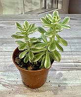 Седум Sedum joyce tulloch variegata Суккулент Кімнатна рослина