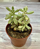 Седум Sedum rubrotinctum aurora Суккулент Комнатное растение