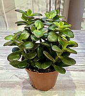 Крассула Crassula minor Суккулент Комнатное растение